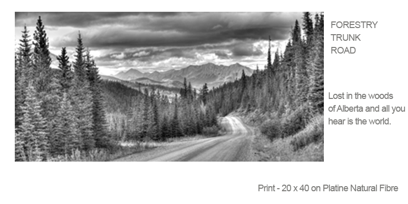 Forestry Trunk Road